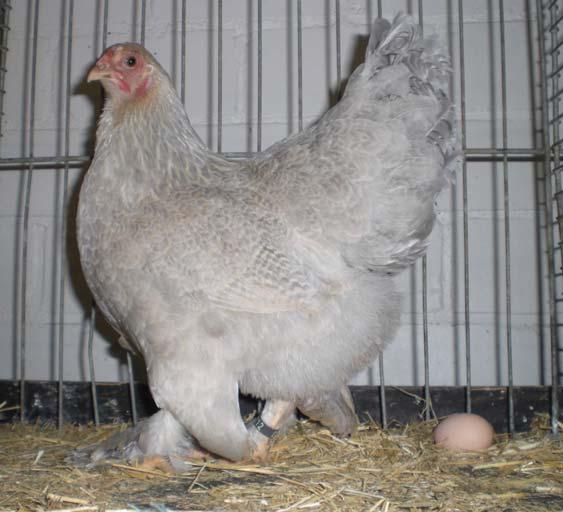 In Germany the variety was recognised in 2004, after they were exhibited at the European Exposition in Prague, by a Swiss breeder. Right: Isabella Partridge Brahma bantam cockerel.