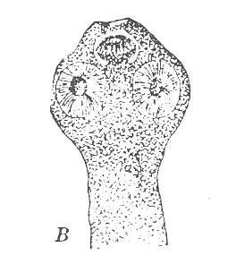 Parasitology المحاضرة الرابعت ا. صباح النجار Hymenolepis nana (Dwarf tapeworm) It causes a disease known as dwarf tapeworm infection.
