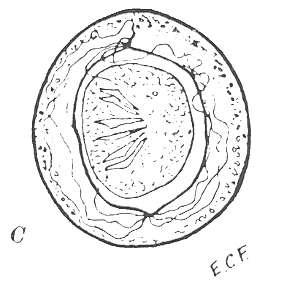 -Life cycle: It is simple direct life cycle, when eggs are swallowed, they hatch in the duodenum and the liberated