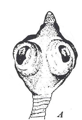 The gravid segments are vasa-shaped, the scolex is rhomboidal in shape with 4 suckers and retractile rostellum