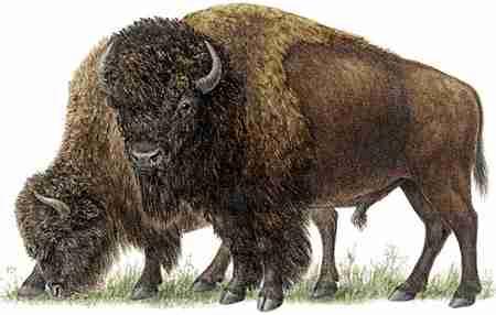 American Bison (Bison bison) The American Bison's recovery from near extinction parallels what happened to the European Bison, Bison bonasus.