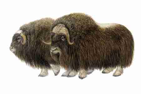 Muskox (Ovibos moschatus) Muskoxen are well adapted to their cold Arctic habitat, with short, stocky bodies and a thick coat of ground length hair, enhanced in the winter by woolly underhairs for