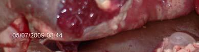 Individual cyst may reach up to 30 cm in diameter and occur most frequently in liver and lungs, but may develop in other