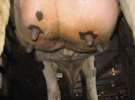 12. Front Teat Placement