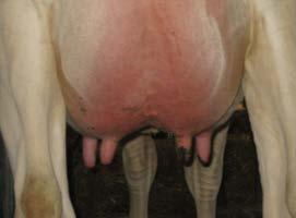 position of the front teat