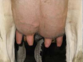 the rear teat from