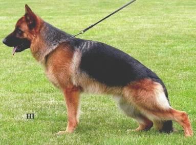 I must say it was a great weekend discussing, reviewing and generally enjoying our breed The German Shepherd Dog A number of my comments were made on the day however I would like to summarise my