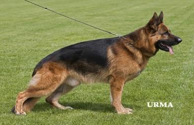 This dog shows in movement what he promises in stance, and overall is a male of absolute top quality. He shows in his off lead gaiting exercise, again a very free flowing, easy, powerful movement.