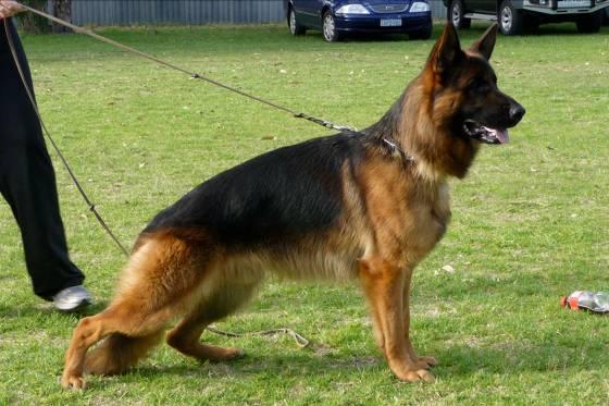 YOUNG MALES FOR THE FUTURE *SEIGEN SUIRS ALFIE A Z Sire: *Seigen Vantage Point A Z Dam : *Kazkiri Suri A Z This young male was my winner in the Intermediate Dog Class and a dog that I believe has an