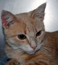 Roderick I am a favorite at the Cranston Animal Shelter among the people, but I have hissed at
