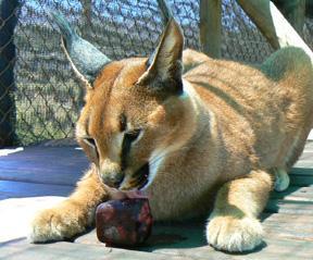 Giving the egg intact encourages the caracal to use her cognitive skills to open it up.