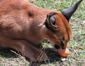 The caracal normally follows the animal along the fence, and depending on the animal, tries to sniff it (servals she is familiar with), stalk and chase it (prey animals like bat-eared foxes or