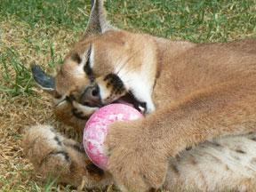 Novel Objects and Toys Toys encourage caracals to play and release pent-up energy.