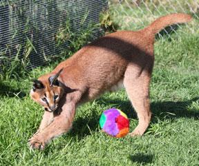 Toys Soft toys are some of the caracal s favourite toys. Stuffed toys can be thrown for the caracal to retrieve and play with.