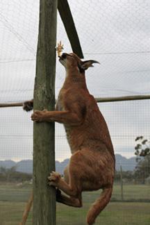 Hanging Food from Top of Enclosure or Pole Caracals use their jumping ability to catch birds in the air, leaping high and batting sideways with their paws or using both paws together to snag the bird