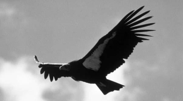 The volcanic island might erupt, killing the last short-tailed albatrosses. California condor in flight The California Condor The California condor is the largest flying bird in North America.