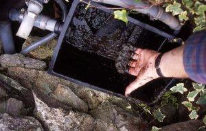 ones. Flush out the main pond filter to remove muck trapped inside. The biomedia of your pond filter should also be cleaned.