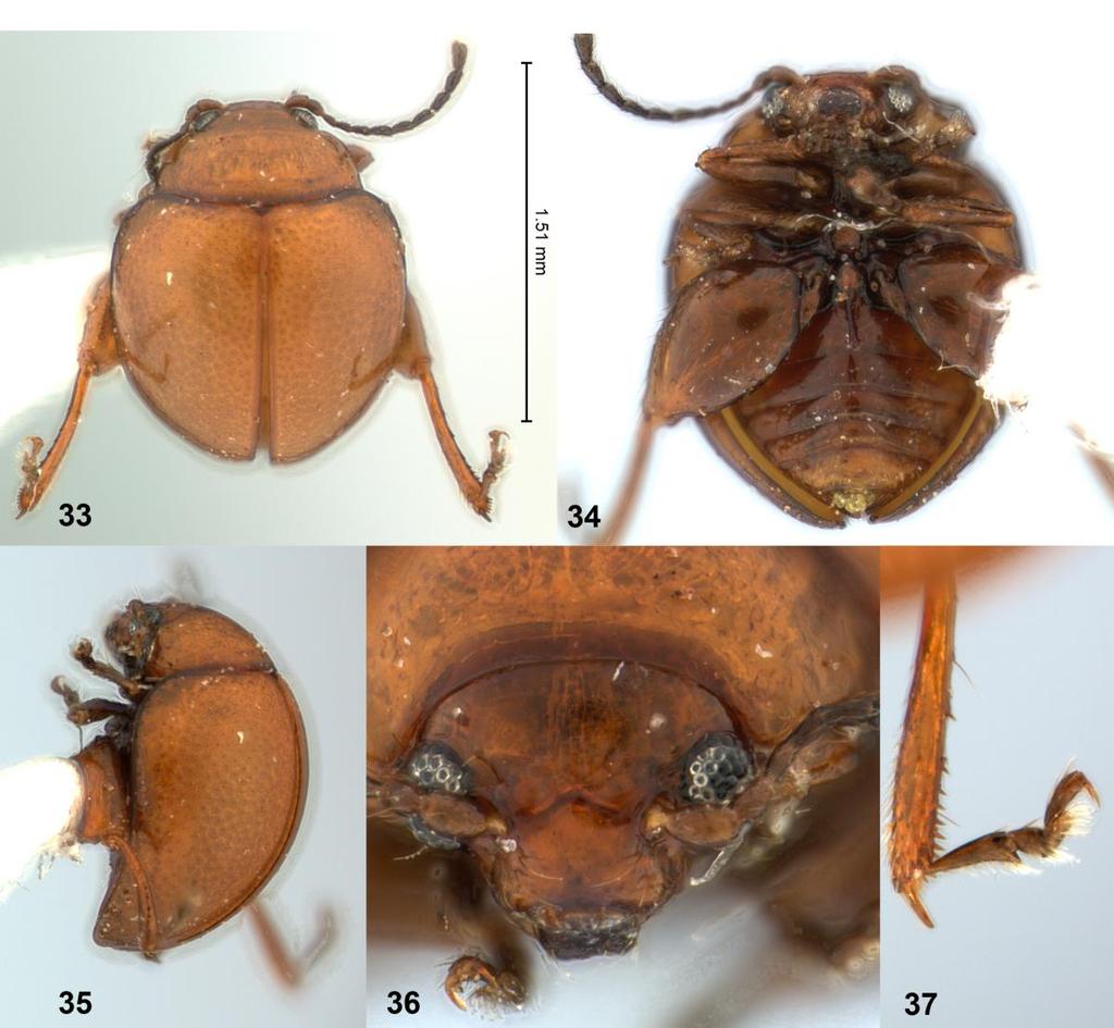 New species of Ivalia Takizawa & Konstantinov Figures 33 37. Ivalia minutissima sp. nov.