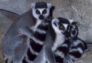 Endemic species on islands Madagascar over