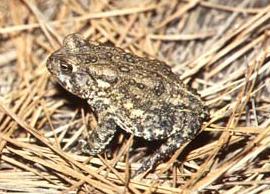 Houston toad Bufo