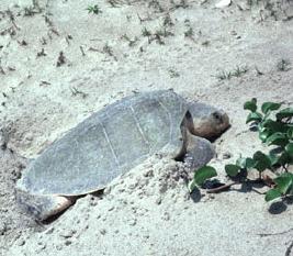 Kemp s Ridley sea turtle Life