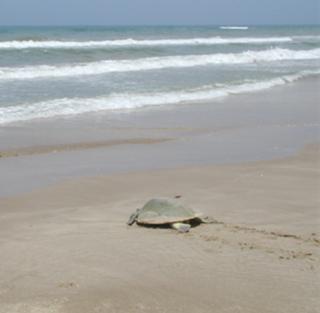 Kemp s Ridley sea turtle Life history incubation of 50-55 days; warm temperatures produce primarily females and