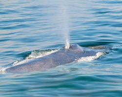 The humpback whale is capable of leaping out of the wa- Photo of a blue whale from the Cabrillo Marine Aquarium ter.
