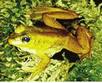 Figure 6. Little grass frog Pseudacris ocularis. Eastern Narrow-Mouthed Frog Gastrophryne carolinensis The eastern narrow-mouthed frog is reddish-brown to dark gray.