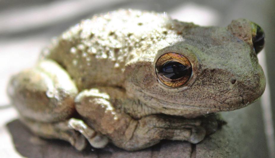 Cuban treefrogs also have noxious skin secretions that may cause eyes and mucous membranes of potential predators, humans and pets to burn if they come into contact with them.