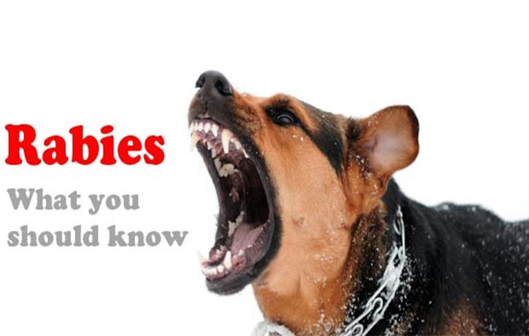 The Current Outbreak of Rabies in