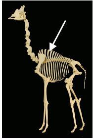 4) Skeletal Morphology and Function A giraffe skeleton is shown at the left. The arrow indicates the neural spines which are bony projections sticking up from the thoracic vertebrae.