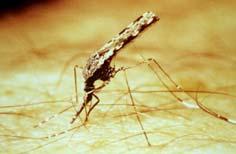 Anopheles mosquitoes In the Pacific area A.farauti and A.