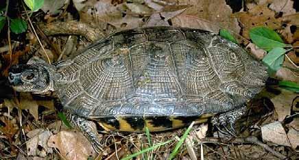 Wood Turtle Brook Trout Shelter: Lives near the river in wet areas, winters underground in river bottoms or river banks, builds nests for eggs
