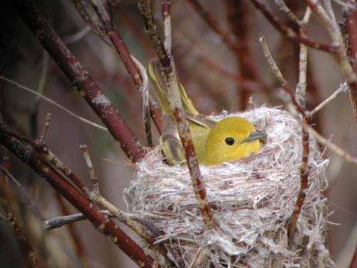 Yellow Warbler Red-Bellied Woodpecker Shelter: Lives along the river bank, makes nests in the notches of trees or bushes, nests are deep