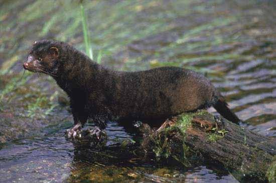 Mink Salamander Shelter: Lives along the river bank and in the river, makes dens in holes along the river bank, lines the den
