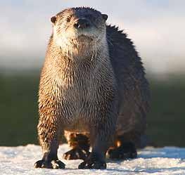River Otter Raccoon Shelter: Lives in the river and along the river bank, makes dens under logs or in holes, dens have an
