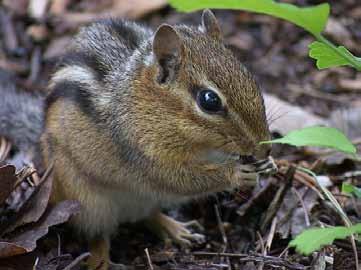 Chipmunk Earthworm Shelter: Lives in open areas with trees near the river, digs in the ground to make burrows