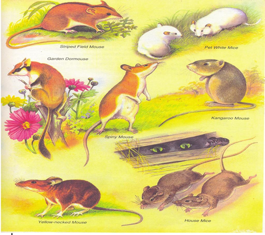 Section One: Spoken Report Presentation Activity 1 You know a mouse, don t you? In the following picture you see more than one mouse. You see many mice.