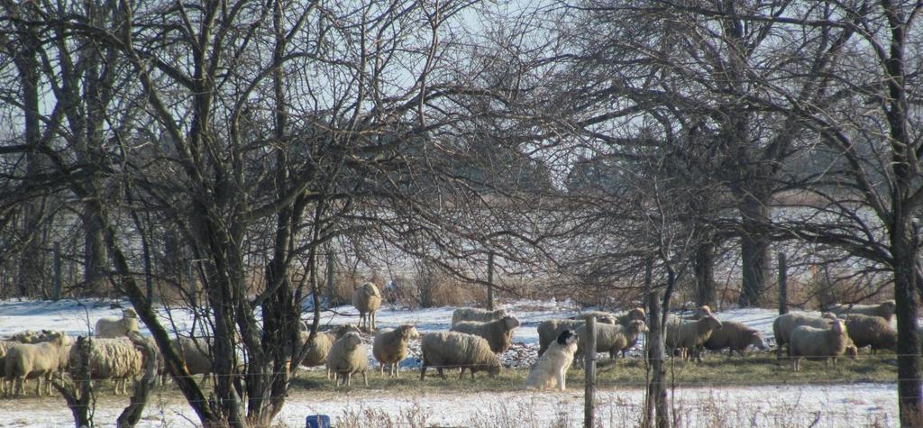 Parasite Control on Organic Sheep Farms in Ontario Dr. Laura C.