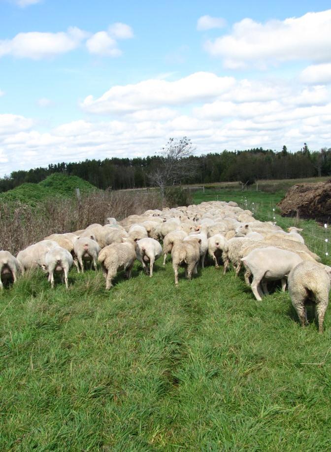 Overwintering of GIN on pasture The take-home messages from this study are: Very few H.