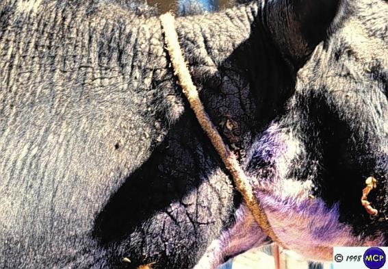 herds Lesions occur where hair is thin base of tail, brisket, inner