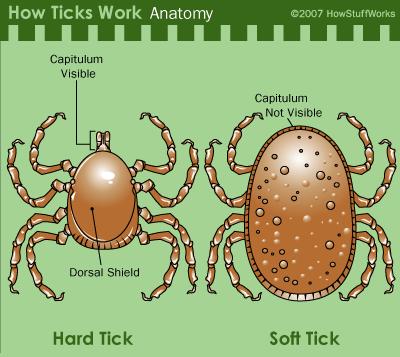 Arachnids Ticks Blood-feeding ectoparasites Dorsoventrally flattened Haller s organ