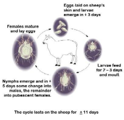 Canada & USA Reintroduction by importation of infested sheep is a