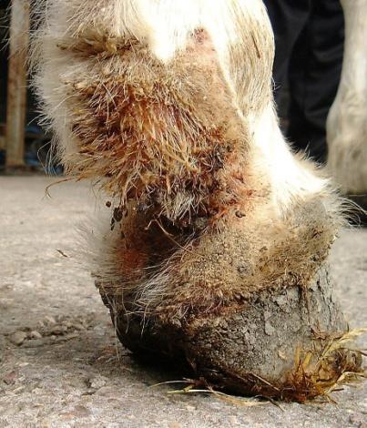 Chorioptes bovis Pathogenesis: Horses Irritation &