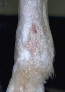 dermatitis can occur in chronic cases Horses may act