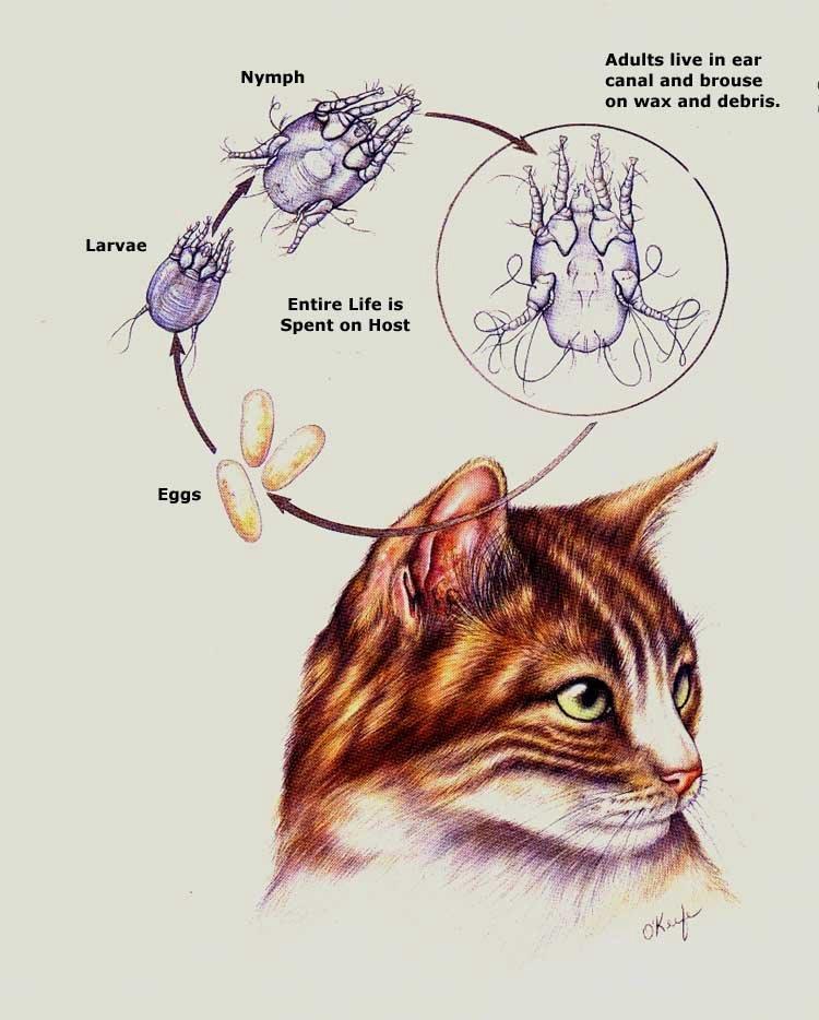 Otodectes cyanotis Otodectic Mange: Ear mite of dogs, cats, foxes, ferrets, & other carnivores Occasionally humans Otitis externa in cats 85% of cases In dogs ~50% of cases Life History: Live on