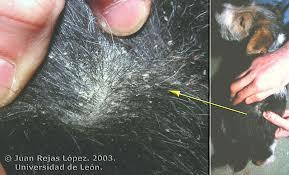 life cycle in 3 weeks eggs attached to hair Transmitted by direct contact &