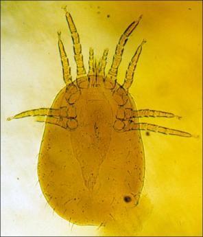 Dermanyssus gallinae: