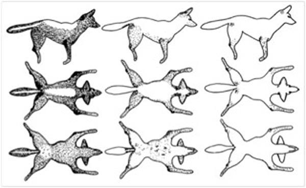 Sarcoptes scabiei Epizootics in wildlife (FYI) North America coyotes, foxes, grey wolves Europe arctic foxes, red foxes, grey wolves, lynx, chamois, ibex, wild boars Australia red foxes, dingoes &