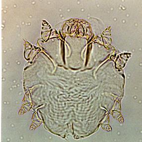 3. Knemidocoptes spp.